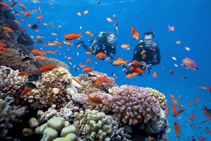  Explore vibrant underwater life